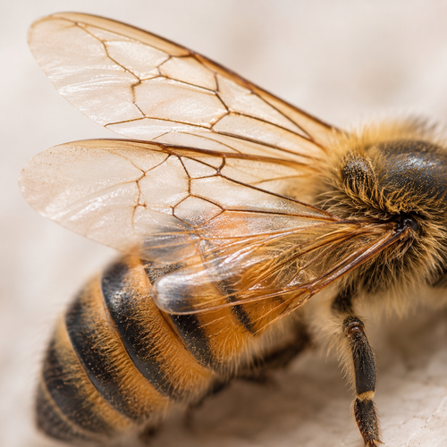 Bee venom